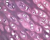 Articolazione al microscopio